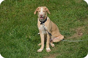 Labrador Retriever/Boxer Mix Dog for Sale in New cumberland, West Virginia - Brutha Labrador Retriever/Boxer Mix Dog for Sale in New cumberland, West Virginia - Brutha