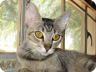 Domestic Shorthair Cat for Sale in Fountain Hills, Arizona - PEARL Domestic Shorthair Cat for Sale in Fountain Hills, Arizona - PEARL