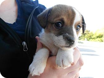 German Shepherd Dog Mix Puppy for Sale in Atascadero, California - Gary German Shepherd Dog Mix Puppy for Sale in Atascadero, California - Gary