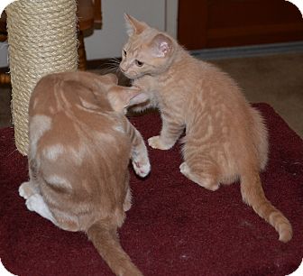 Domestic Mediumhair Kitten for Sale in Vacaville, California - Robin Domestic Mediumhair Kitten for Sale in Vacaville, California - Robin