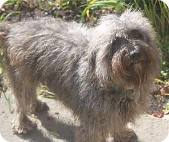 Poodle (Miniature)/Lhasa Apso Mix Dog for Sale in Norwalk, Connecticut - Bedford Poodle (Miniature)/Lhasa Apso Mix Dog for Sale in Norwalk, Connecticut - Bedford