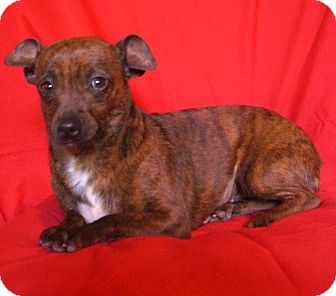Miniature Pinscher/Chihuahua Mix Dog for Sale in San Diego, California - CINNAMON is playful Miniature Pinscher/Chihuahua Mix Dog for Sale in San Diego, California - CINNAMON is playful
