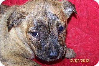 Boxer/German Shepherd Dog Mix Puppy for Sale in Niagra Falls, New York - Betsy $50.00 Off Fee Boxer/German Shepherd Dog Mix Puppy for Sale in Niagra Falls, New York - Betsy $50.00 Off Fee
