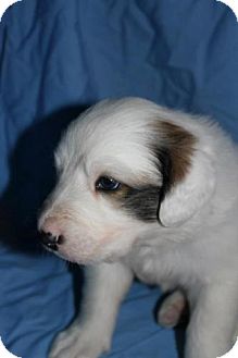 Great Pyrenees Mix Puppy for Sale in Stilwell, Oklahoma - Oliver Great Pyrenees Mix Puppy for Sale in Stilwell, Oklahoma - Oliver