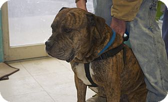 Mastiff Mix Dog for Sale in New cumberland, West Virginia - Mighty Mouse Mastiff Mix Dog for Sale in New cumberland, West Virginia - Mighty Mouse