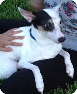 Jack Russell Terrier Mix Dog for Sale in Clermont, Florida - Lilly Jack Russell Terrier Mix Dog for Sale in Clermont, Florida - Lilly