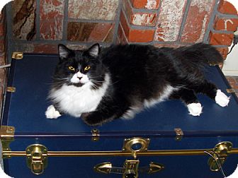 Domestic Mediumhair Cat for Sale in Laguna Woods, California - Angel Domestic Mediumhair Cat for Sale in Laguna Woods, California - Angel