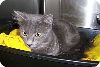 Domestic Longhair Cat for Sale in Dover, Ohio - Shaddow Domestic Longhair Cat for Sale in Dover, Ohio - Shaddow