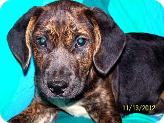Boxer/Labrador Retriever Mix Dog for Sale in Niagra Falls, New York - Edward $75.00 Off Adoption Boxer/Labrador Retriever Mix Dog for Sale in Niagra Falls, New York - Edward $75.00 Off Adoption