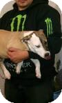 Labrador Retriever/American Pit Bull Terrier Mix Puppy for Sale in Red Bluff, California - Shula Labrador Retriever/American Pit Bull Terrier Mix Puppy for Sale in Red Bluff, California - Shula