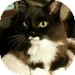 Domestic Shorthair Kitten for Sale in Vancouver, British Columbia - Mr. Fluffy Head Domestic Shorthair Kitten for Sale in Vancouver, British Columbia - Mr. Fluffy Head
