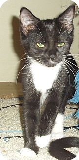 Domestic Shorthair Kitten for Sale in Fairborn, Ohio - Pistachio-Crown Village Domestic Shorthair Kitten for Sale in Fairborn, Ohio - Pistachio-Crown Village