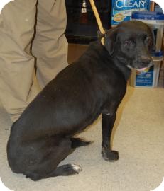 Retriever (Unknown Type)/Labrador Retriever Mix Dog for Sale in Brooklyn, New York - November Retriever (Unknown Type)/Labrador Retriever Mix Dog for Sale in Brooklyn, New York - November