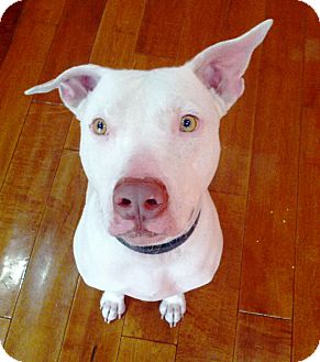 American Pit Bull Terrier/American Pit Bull Terrier Mix Dog for Sale in Phoenix, Arizona - Odie~Courtesy Post American Pit Bull Terrier/American Pit Bull Terrier Mix Dog for Sale in Phoenix, Arizona - Odie~Courtesy Post
