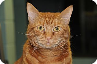 Domestic Shorthair Cat for Sale in Forked River, New Jersey - Fay Domestic Shorthair Cat for Sale in Forked River, New Jersey - Fay