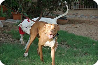 American Pit Bull Terrier Dog for Sale in Scottsdale, Arizona - Molly American Pit Bull Terrier Dog for Sale in Scottsdale, Arizona - Molly
