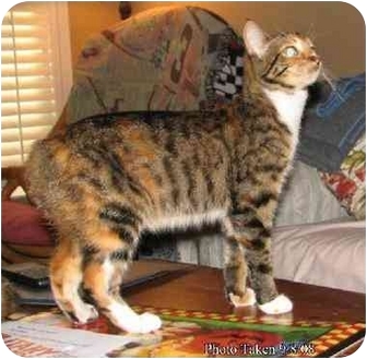 Domestic Shorthair Cat for Sale in Orlando, Florida - Minnie Domestic Shorthair Cat for Sale in Orlando, Florida - Minnie