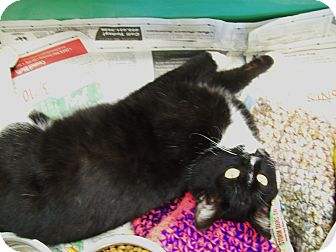 Domestic Shorthair Cat for Sale in Walnut, Iowa - Benjamin Domestic Shorthair Cat for Sale in Walnut, Iowa - Benjamin