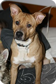 Carolina Dog Mix Dog for Sale in Sussex, New Jersey - Sandy $50.00 off adopt fee Carolina Dog Mix Dog for Sale in Sussex, New Jersey - Sandy $50.00 off adopt fee
