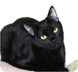 Domestic Shorthair Cat for Sale in Lincoln, Nebraska - Eisenhower Domestic Shorthair Cat for Sale in Lincoln, Nebraska - Eisenhower