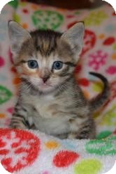 Domestic Shorthair Kitten for Sale in Oceanside, New York - Mia & Lucie Domestic Shorthair Kitten for Sale in Oceanside, New York - Mia & Lucie