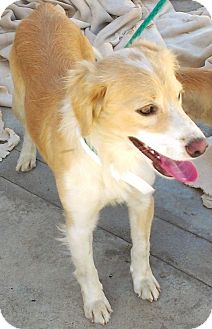 Golden Retriever/Cocker Spaniel Mix Dog for Sale in Torrance, California - Dillon Golden Retriever/Cocker Spaniel Mix Dog for Sale in Torrance, California - Dillon