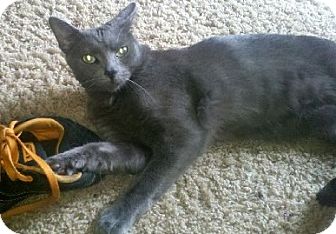 Russian Blue Cat for Sale in Sterling Hgts, Michigan - Smokey Russian Blue Cat for Sale in Sterling Hgts, Michigan - Smokey
