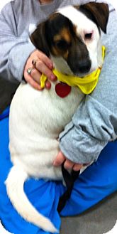 Jack Russell Terrier Mix Dog for Sale in Loudonville, New York - Gibby Jack Russell Terrier Mix Dog for Sale in Loudonville, New York - Gibby