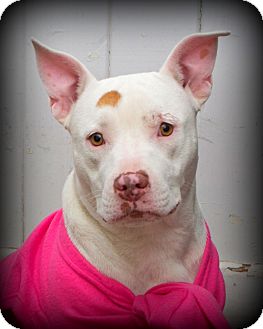 American Staffordshire Terrier/American Bulldog Mix Dog for Sale in Glastonbury, Connecticut - Piggy- meet me! American Staffordshire Terrier/American Bulldog Mix Dog for Sale in Glastonbury, Connecticut - Piggy- meet me!