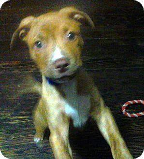 Shepherd (Unknown Type)/Retriever (Unknown Type) Mix Puppy for Sale in Troy, Michigan - Norton Shepherd (Unknown Type)/Retriever (Unknown Type) Mix Puppy for Sale in Troy, Michigan - Norton