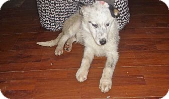 Border Collie Mix Puppy for Sale in Danbury, Connecticut - Kringle Border Collie Mix Puppy for Sale in Danbury, Connecticut - Kringle