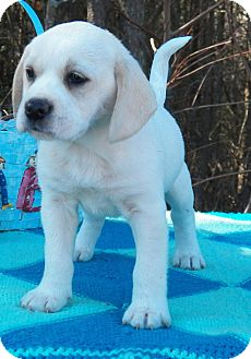 Beagle Mix Puppy for Sale in Sussex, New Jersey - Pentunia Beagle Mix Puppy for Sale in Sussex, New Jersey - Pentunia