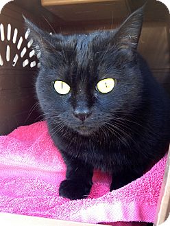 Domestic Shorthair Cat for Sale in Irvine, California - Cagney Domestic Shorthair Cat for Sale in Irvine, California - Cagney