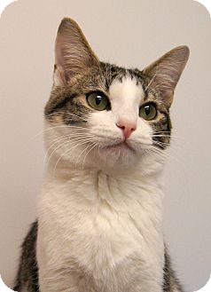 Domestic Shorthair Kitten for Sale in Colorado Springs, Colorado - Cupcake Domestic Shorthair Kitten for Sale in Colorado Springs, Colorado - Cupcake