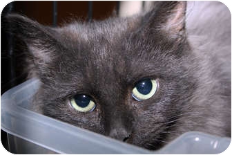 Domestic Mediumhair Kitten for Sale in Milliken, Colorado - Smokey Domestic Mediumhair Kitten for Sale in Milliken, Colorado - Smokey
