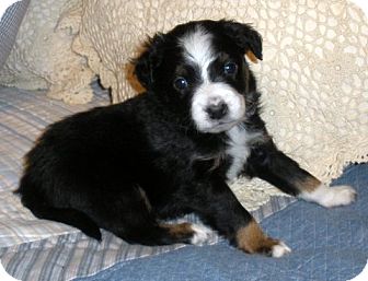 Australian Kelpie/Border Collie Mix Puppy for Sale in Granbury, Texas - Traveller Australian Kelpie/Border Collie Mix Puppy for Sale in Granbury, Texas - Traveller
