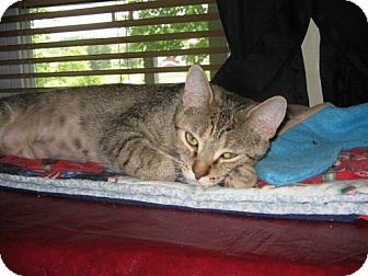 Domestic Shorthair Cat for Sale in Oxford, New York - Sandie Domestic Shorthair Cat for Sale in Oxford, New York - Sandie