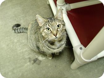 Domestic Shorthair Cat for Sale in Springfield, Illinois - Kate Domestic Shorthair Cat for Sale in Springfield, Illinois - Kate