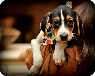 Treeing Walker Coonhound/Beagle Mix Puppy for Sale in Sparta, New Jersey - Twinkie Treeing Walker Coonhound/Beagle Mix Puppy for Sale in Sparta, New Jersey - Twinkie