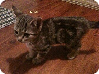 Domestic Shorthair Kitten for Sale in Emsdale (Huntsville), Ontario - Kit Kat - Born in October! Domestic Shorthair Kitten for Sale in Emsdale (Huntsville), Ontario - Kit Kat - Born in October!