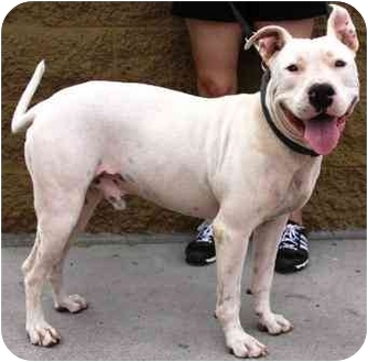 American Pit Bull Terrier/American Staffordshire Terrier Mix Dog for Sale in Gilbert, Arizona - Boy American Pit Bull Terrier/American Staffordshire Terrier Mix Dog for Sale in Gilbert, Arizona - Boy