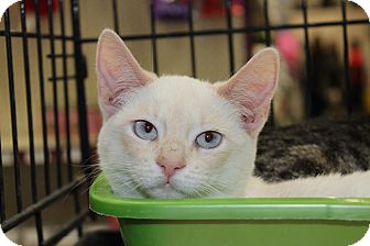 Siamese Kitten for Sale in santa monica, California - Elizabeth Siamese Kitten for Sale in santa monica, California - Elizabeth