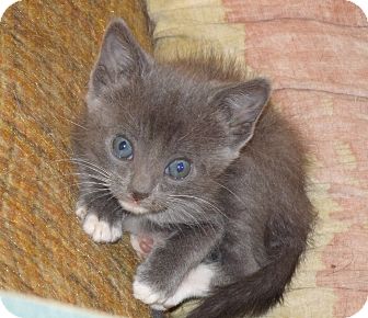 Domestic Shorthair Kitten for Sale in Scottsdale, Arizona - Kittens Domestic Shorthair Kitten for Sale in Scottsdale, Arizona - Kittens