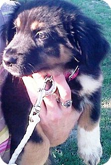 Bernese Mountain Dog/German Shepherd Dog Mix Puppy for Sale in Oswego, Illinois - I'M ADOPTED Sophia Reno Bernese Mountain Dog/German Shepherd Dog Mix Puppy for Sale in Oswego, Illinois - I'M ADOPTED Sophia Reno