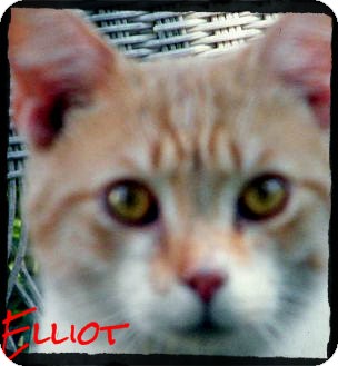Domestic Shorthair Cat for Sale in shelton, Connecticut - Elliot Domestic Shorthair Cat for Sale in shelton, Connecticut - Elliot