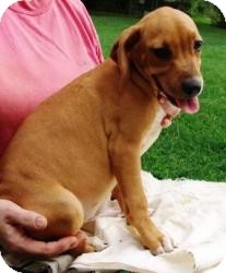 Redbone Coonhound/Beagle Mix Puppy for Sale in Washington, D.C. - Angie Redbone Coonhound/Beagle Mix Puppy for Sale in Washington, D.C. - Angie