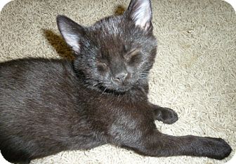 Domestic Shorthair Kitten for Sale in Fairborn, Ohio - Margaret-Springfield Litter Domestic Shorthair Kitten for Sale in Fairborn, Ohio - Margaret-Springfield Litter
