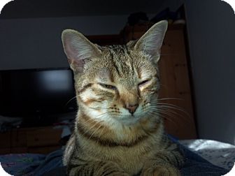 Domestic Shorthair Kitten for Sale in Saint Albans, West Virginia - Squigy Domestic Shorthair Kitten for Sale in Saint Albans, West Virginia - Squigy