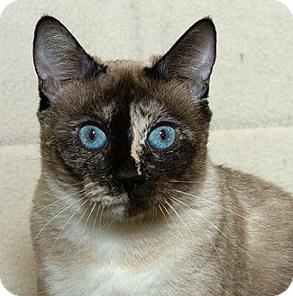 Siamese Cat for Sale in Sacramento, California - Clarice M Siamese Cat for Sale in Sacramento, California - Clarice M