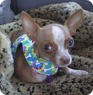 Chihuahua Mix Dog for Sale in San Diego, California - Lottie Chihuahua Mix Dog for Sale in San Diego, California - Lottie